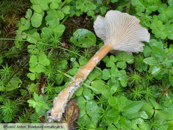 Clitocybe squamulosa