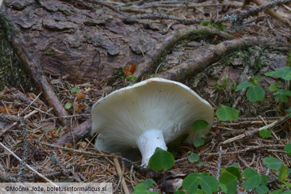 Russula chloroides