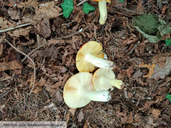 Russula aurea