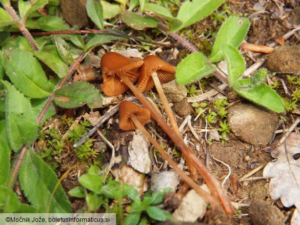 Conocybe pubescens