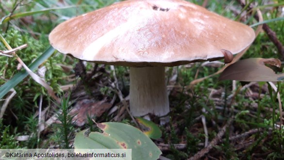 Boletus edulis