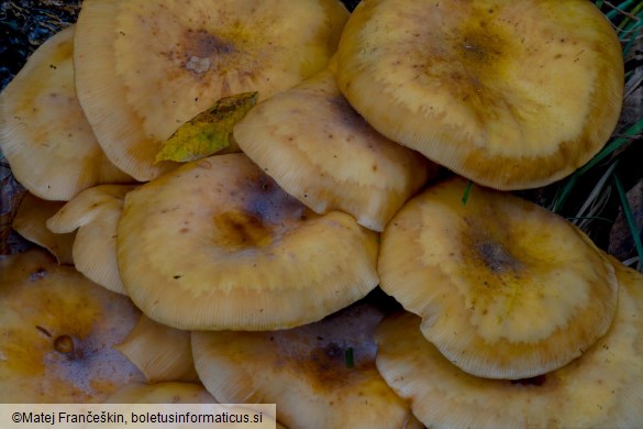 Armillaria mellea