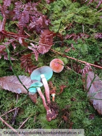 Hypholoma lateritium