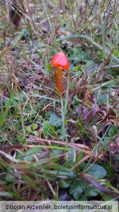 Hygrocybe conica