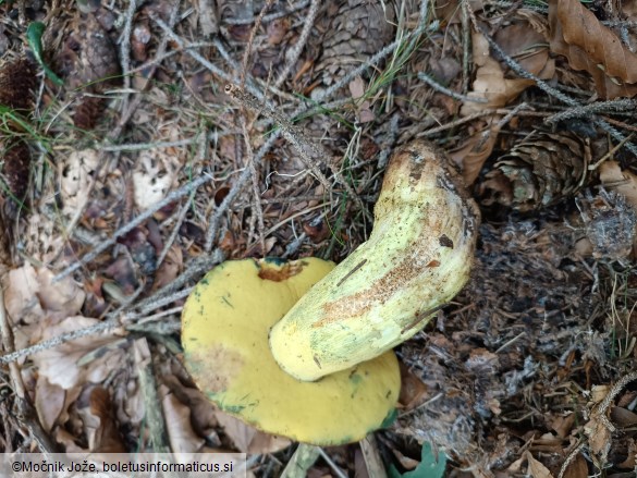 Butyriboletus appendiculatus