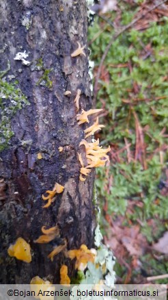 Calocera furcata