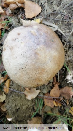 Leccinum scabrum