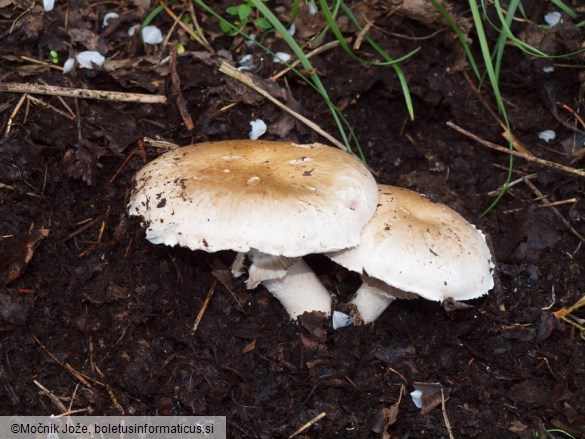 Agaricus bisporus