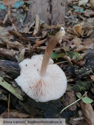 Pluteus cervinus