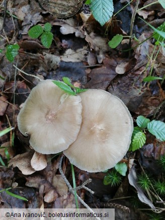 Megacollybia platyphylla