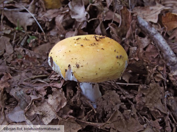 Russula risigallina