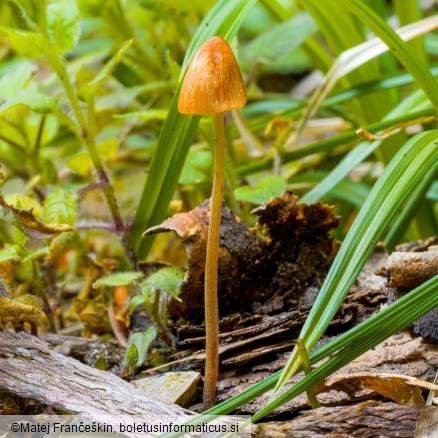 Conocybe tenera