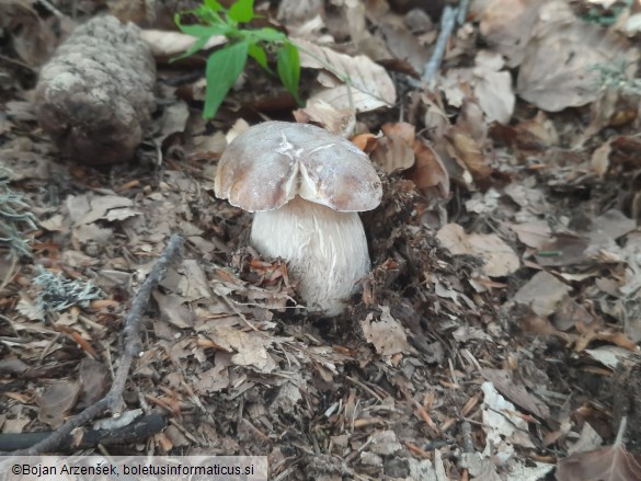 Boletus edulis