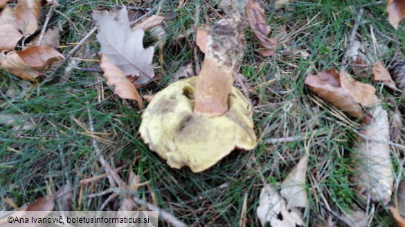 Boletus badius