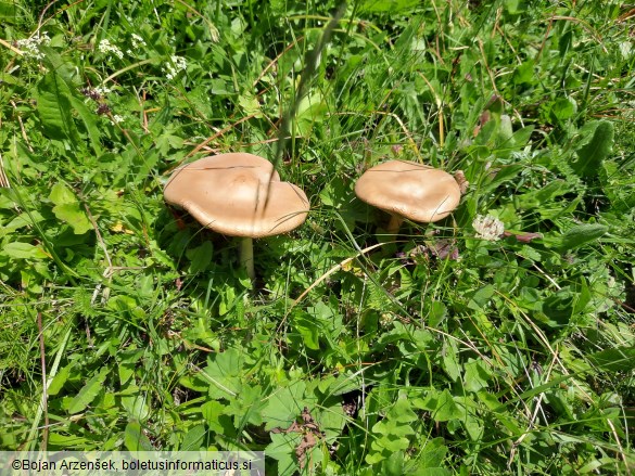 Melanoleuca subalpina