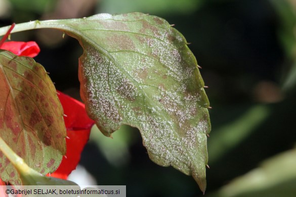 Plasmopara obducens
