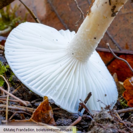 Hygrophorus eburneus