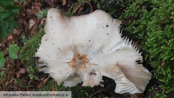 Megacollybia platyphylla