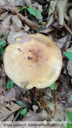 Russula grata