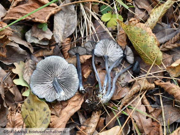 Entoloma serrulatum