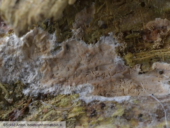 Clavulicium macounii