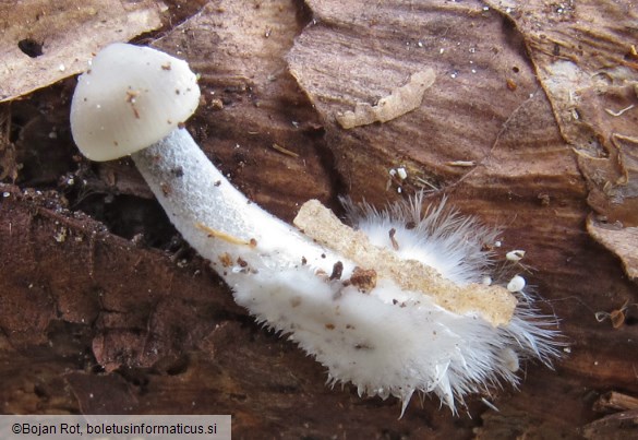 Mycena strobilicola