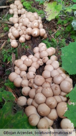 Lycoperdon pyriforme