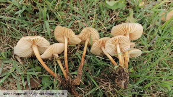 Marasmius oreades