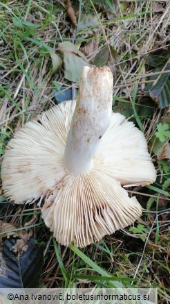 Russula grata