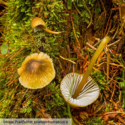 Mycena viridimarginata