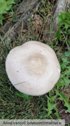 Pluteus inquilinus