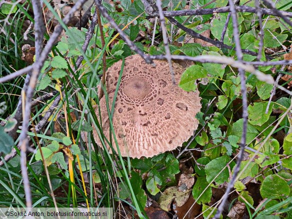 Macrolepiota fuliginosa