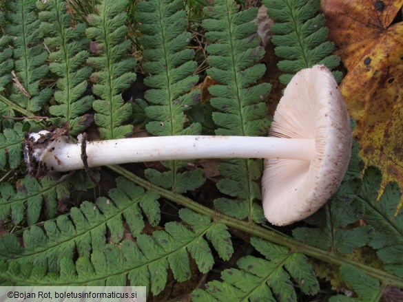 Volvariella caesiotincta