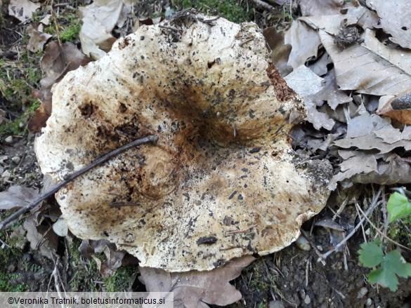 Russula delica