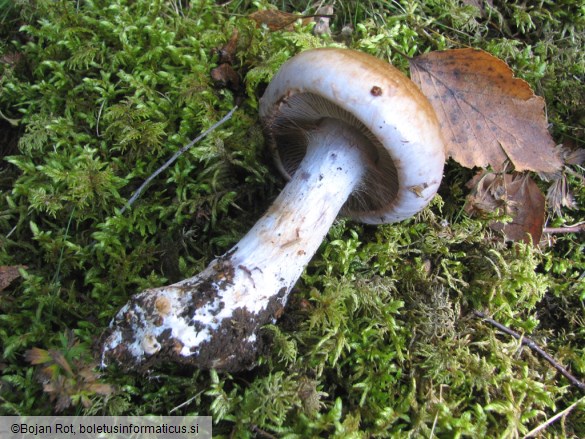 Cortinarius largus