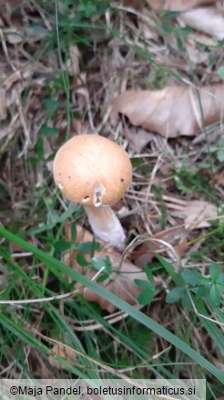 Suillus variegatus