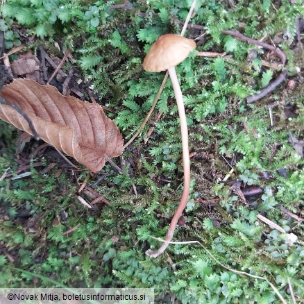 Marasmius cohaerens