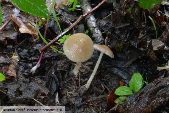 Psathyrella obtusata