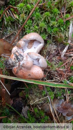 Hypomyces lateritius