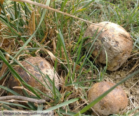 Pisolithus arhizus