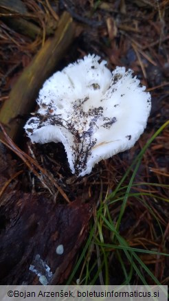 Tricholoma columbetta