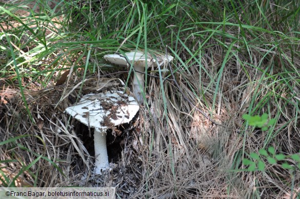 Amanita ovoidea