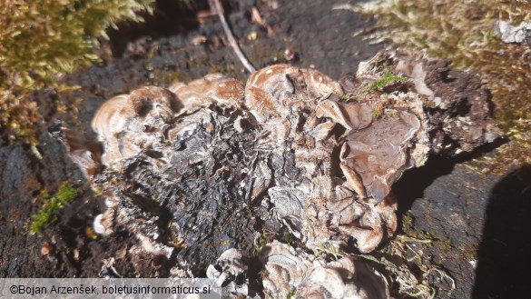 Auricularia mesenterica