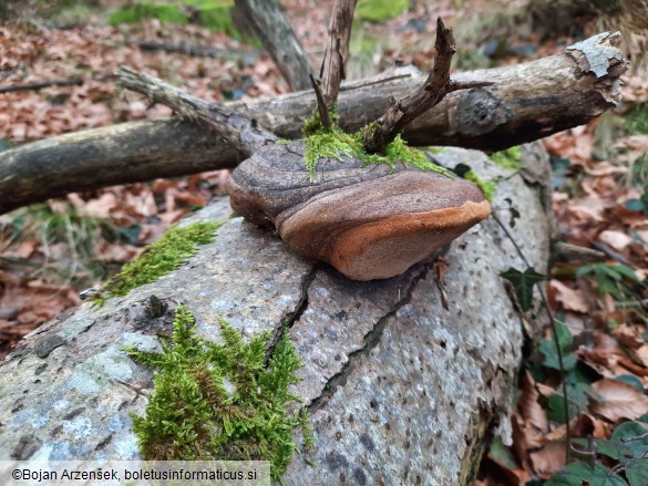 Phellinus hartigii