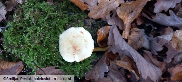 Tricholoma bufonium