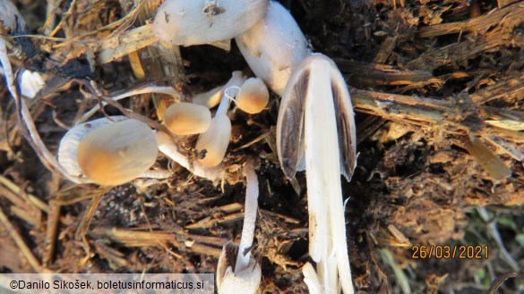 Coprinus cinereus