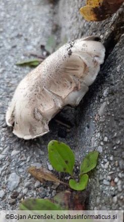 Agaricus bitorquis