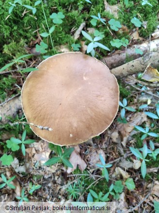 Boletus edulis