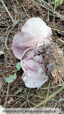 Lepista glaucocana
