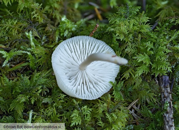 Clitocybe fragrans